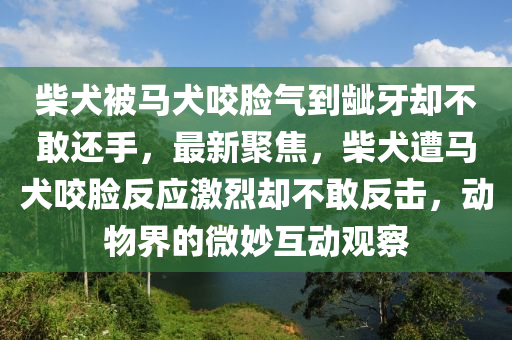 柴犬被馬犬咬臉氣到齜牙卻不敢還手，最新聚焦，柴犬遭馬犬咬臉反應激烈卻不敢反擊，動物界的微妙互動觀察液壓動力機械,元件制造